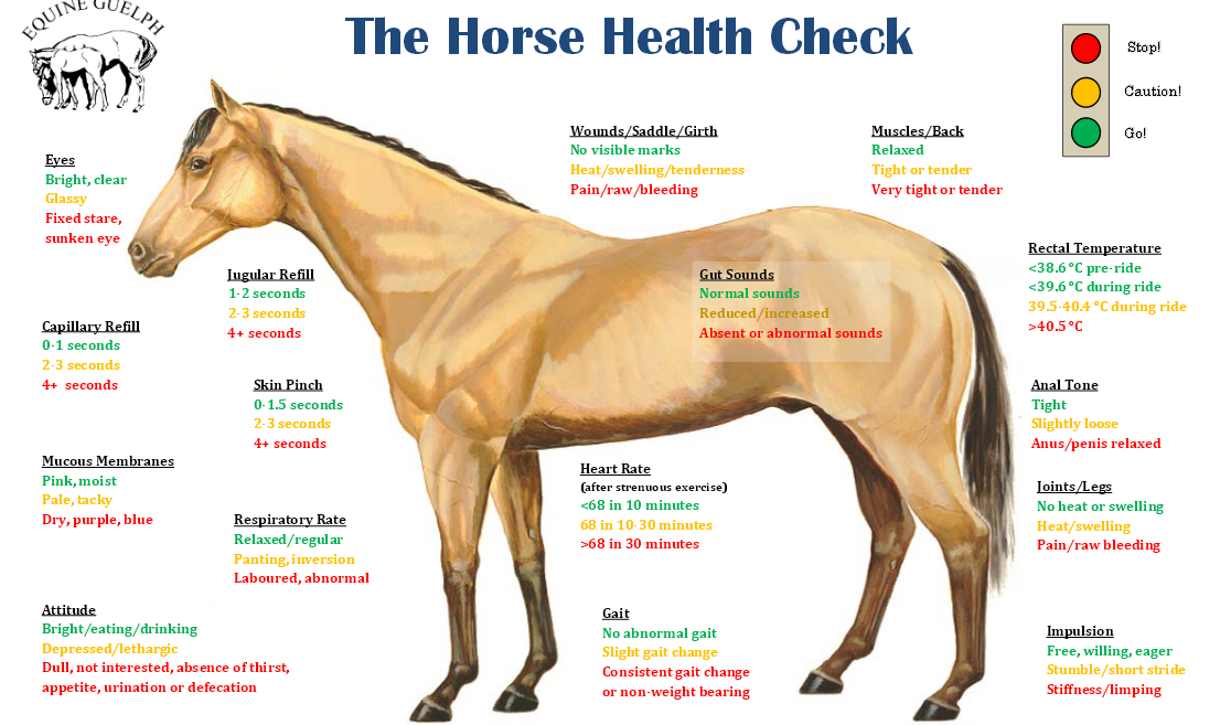 Horse Weight Chart